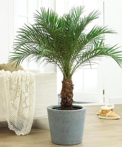 Dwarf Date Palm Best Air Purifying Plant For Office with Low Effort Care