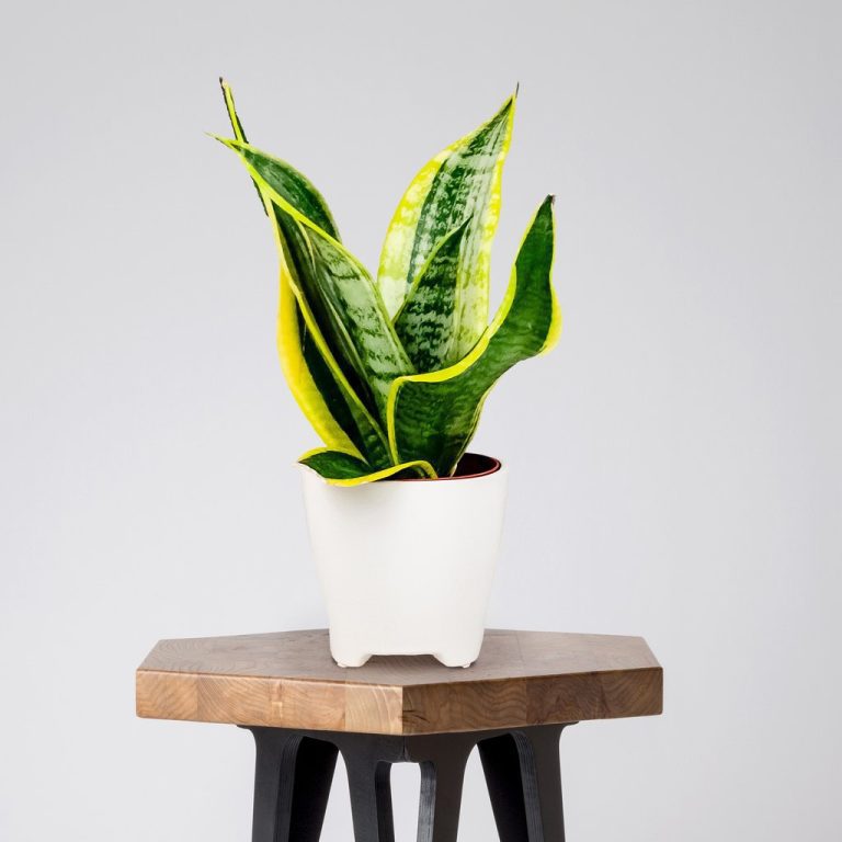 Snake Plant Best Air Purifying Plant for Office Low Effort Care