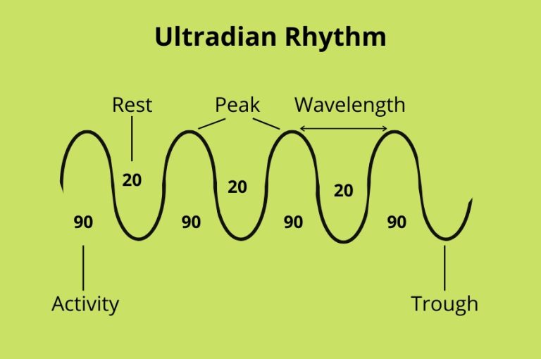 Ultradian Rhythm 1